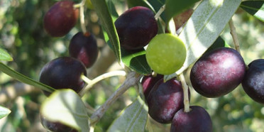 Olives-grove-670